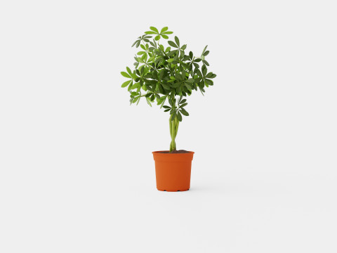 Schefflera compacta braided stem 3D Model