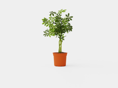Schefflera compacta braided stem Modèle 3D