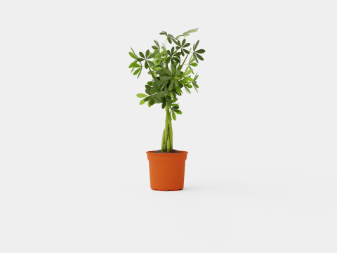 Schefflera compacta braided stem Modèle 3D