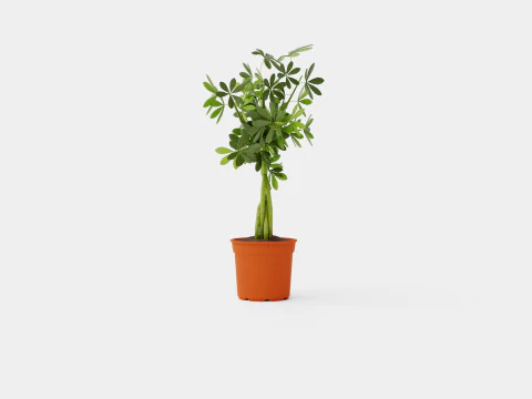 Schefflera compacta braided stem 3D Model