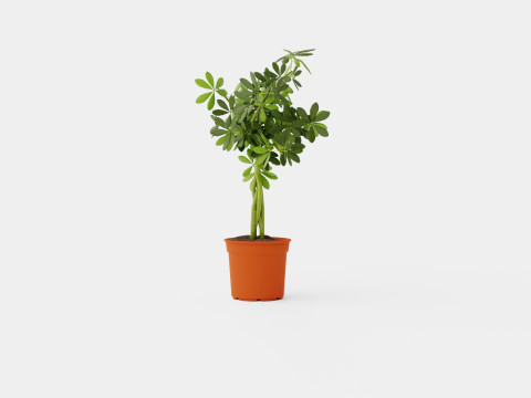 Schefflera compacta braided stem Modèle 3D