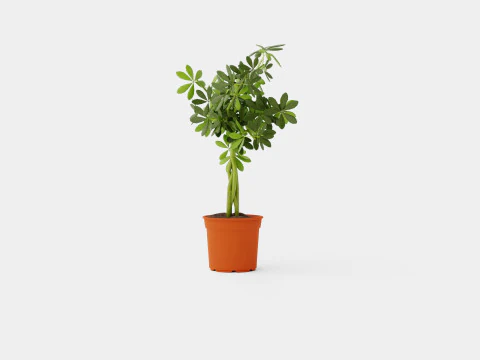 Schefflera compacta braided stem 3D Model