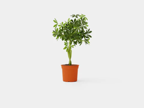 Schefflera compacta braided stem 3D Model