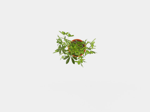 Schefflera compacta braided stem Modèle 3D