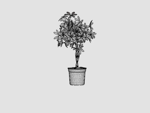 Schefflera compacta braided stem 3D Model
