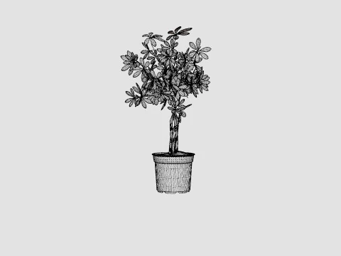 Schefflera compacta braided stem 3D Model