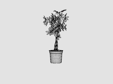 Schefflera compacta braided stem 3D Model