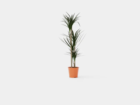 Dracaena marg 3 stem 3D Model