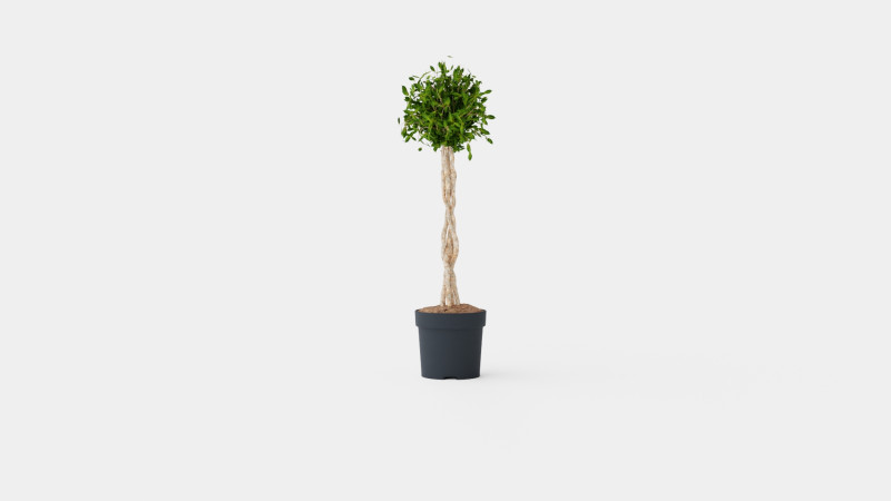 Ficus Nitida braided stem 3D Model .c4d .max .obj .3ds .fbx .stl .blend 