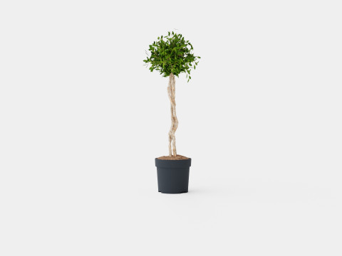 Ficus Nitida braided stem 3D Model
