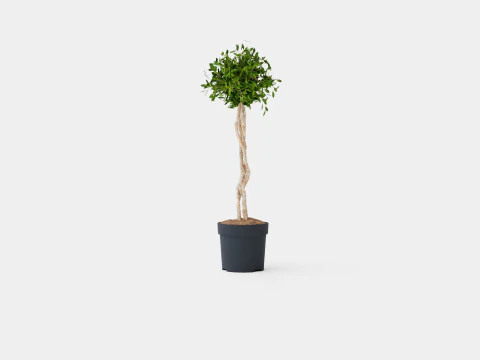 Ficus Nitida braided stem 3D Model