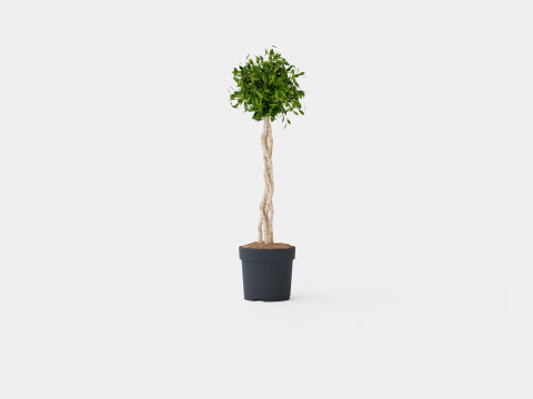 Ficus Nitida braided stem 3D Model