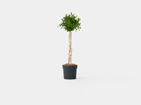 Ficus Nitida braided stem 3D Model