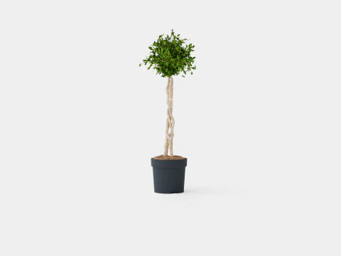 Ficus Nitida braided stem 3D Model