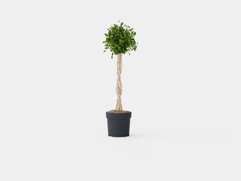 Ficus Nitida braided stem 3D Model