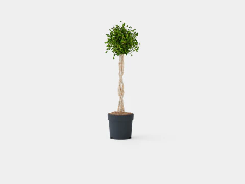 Ficus Nitida braided stem 3D Model