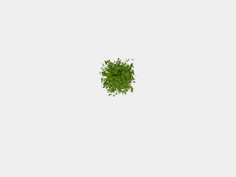 Ficus Nitida braided stem 3D Model