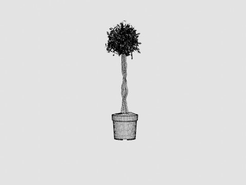 Ficus Nitida braided stem 3D Model