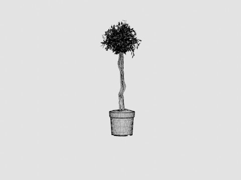 Ficus Nitida braided stem 3D Model