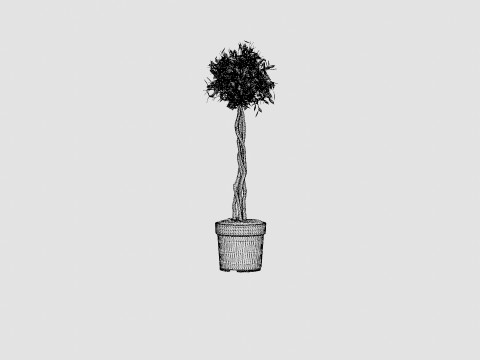 Ficus Nitida braided stem 3D Model