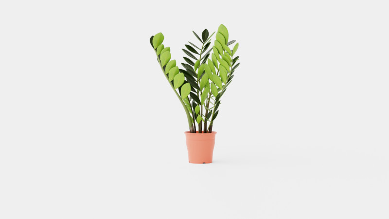 Zamioculcas zamiifolia 3Dモデル .c4d .max .obj .3ds .fbx .stl .blend 