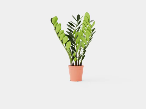 Замиокулькас замиифолиный 3D Модель