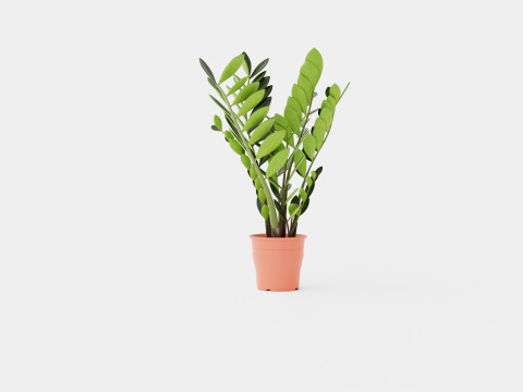 Zamioculcas zamiifolia 3Dモデル