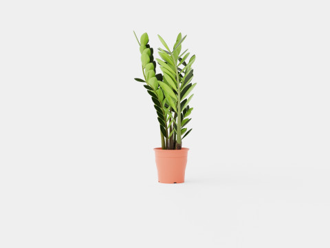 Zamioculcas zamiifolia 3Dモデル