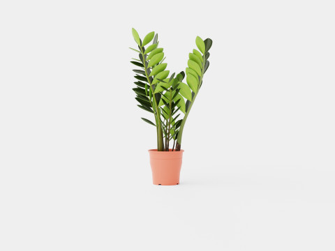 Zamioculcas zamiifolia 3Dモデル