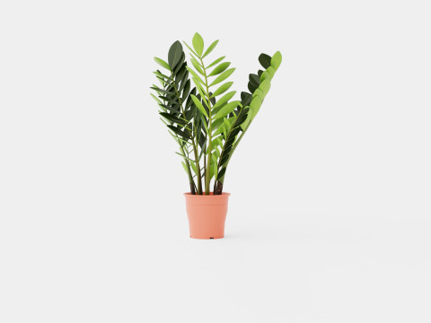 Zamioculcas zamiifolia 3Dモデル