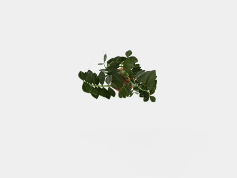 Zamioculcas zamiifolia 3Dモデル