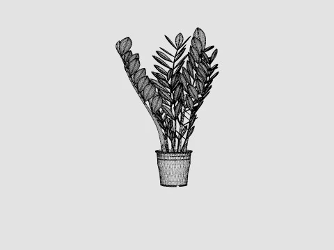 Zamioculcas zamiifolia 3D Model