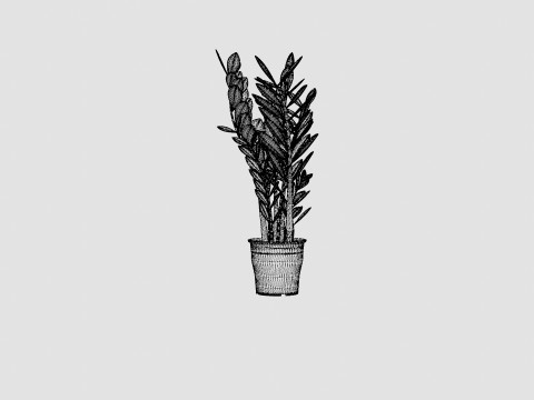 Zamioculcas zamiifolia 3Dモデル