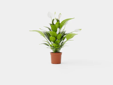 Spathiphyllum Verdi Modello 3D