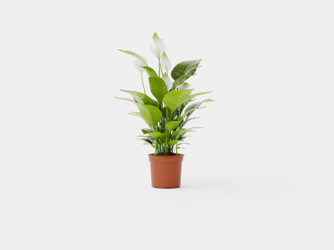 Spathiphyllu Verdi 3D Модель