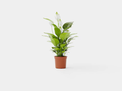 Spathiphyllu Verdi 3D Model