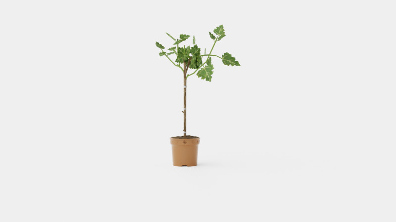 Ficus carica stem 3D Model .c4d .max .obj .3ds .fbx .stl .blend 