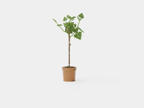 Ficus carica stem 3D Model