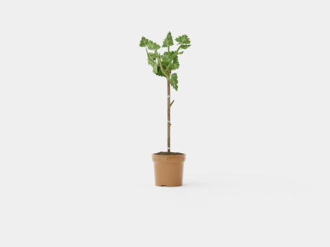 Ficus carica stem 3D Model
