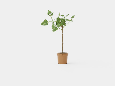 Ficus carica stem 3D Model