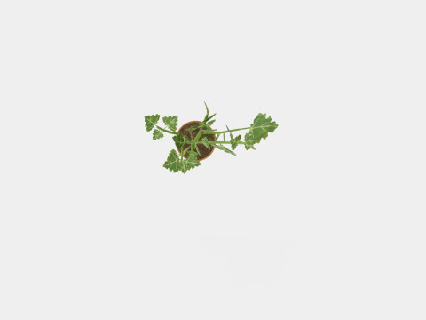 Ficus carica stem 3D Model