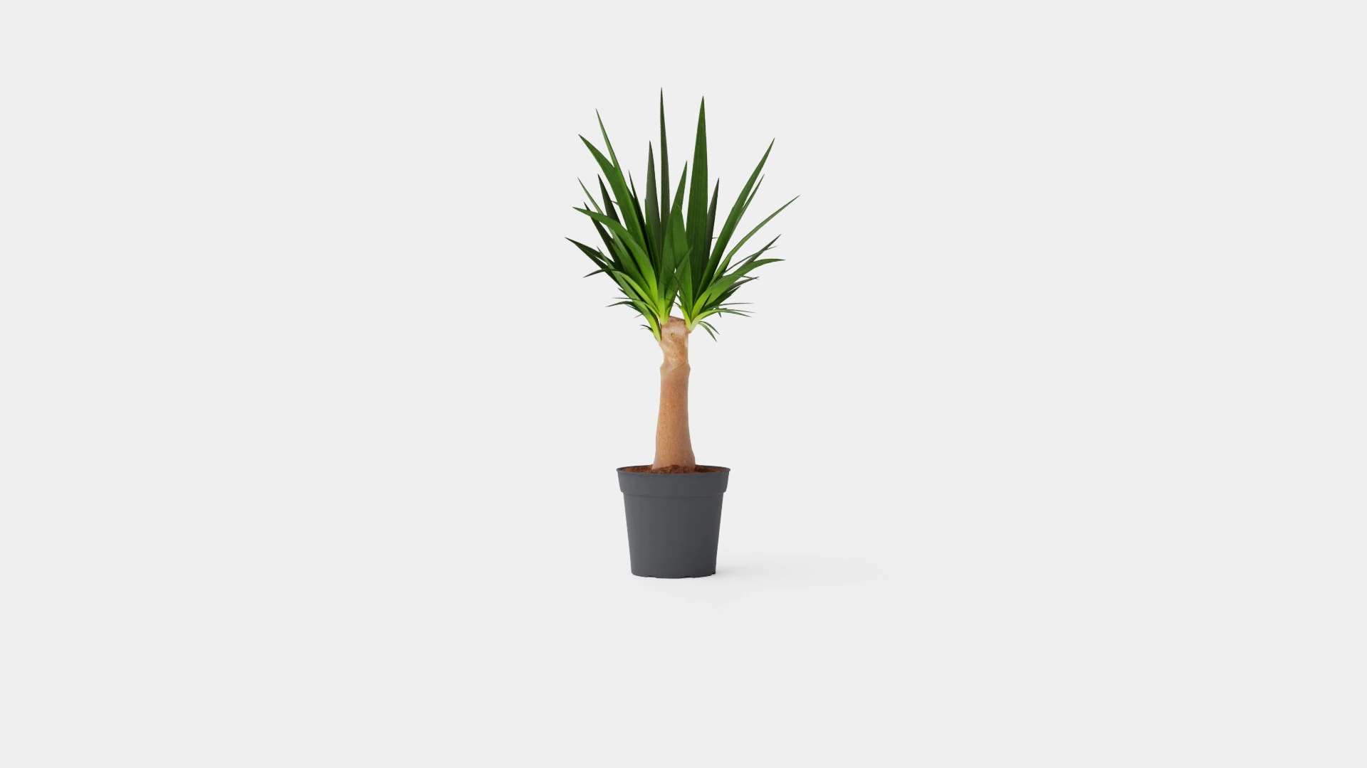 Yucca elephantipes Bottle 3D Model .c4d .max .obj .3ds .fbx .stl .blend 
