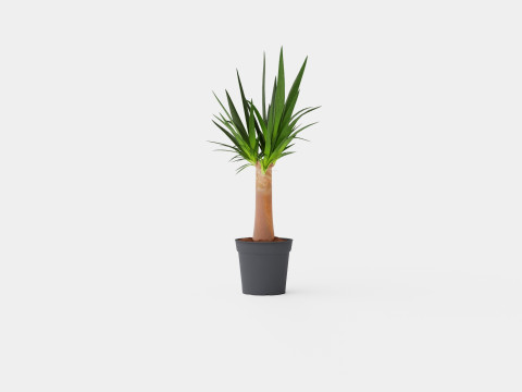 Yucca elephantipes Bottle 3D Модель