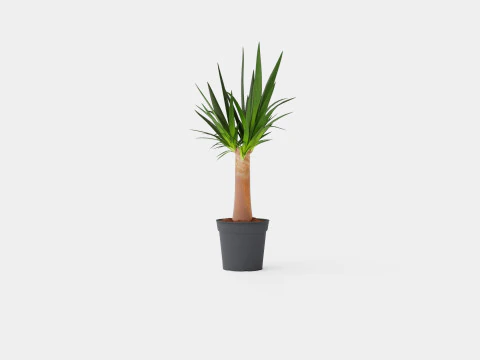 Yucca elephantipes Bottle 3D Model