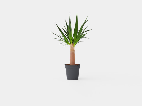 Yucca elephantipes Bottle 3D Модель