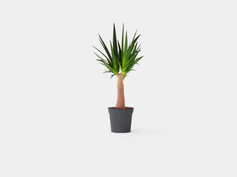 Yucca elephantipes Bottle 3D Model