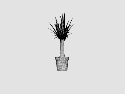 Yucca elephantipes Bottle 3D Модель