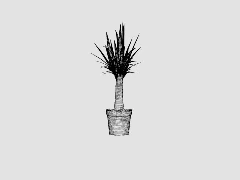 Yucca elephantipes Bottle 3D Model
