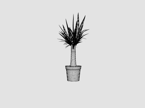 Yucca elephantipes Bottle 3D Model
