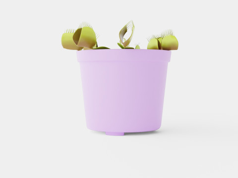 Dionaea muscipula Modèle 3D